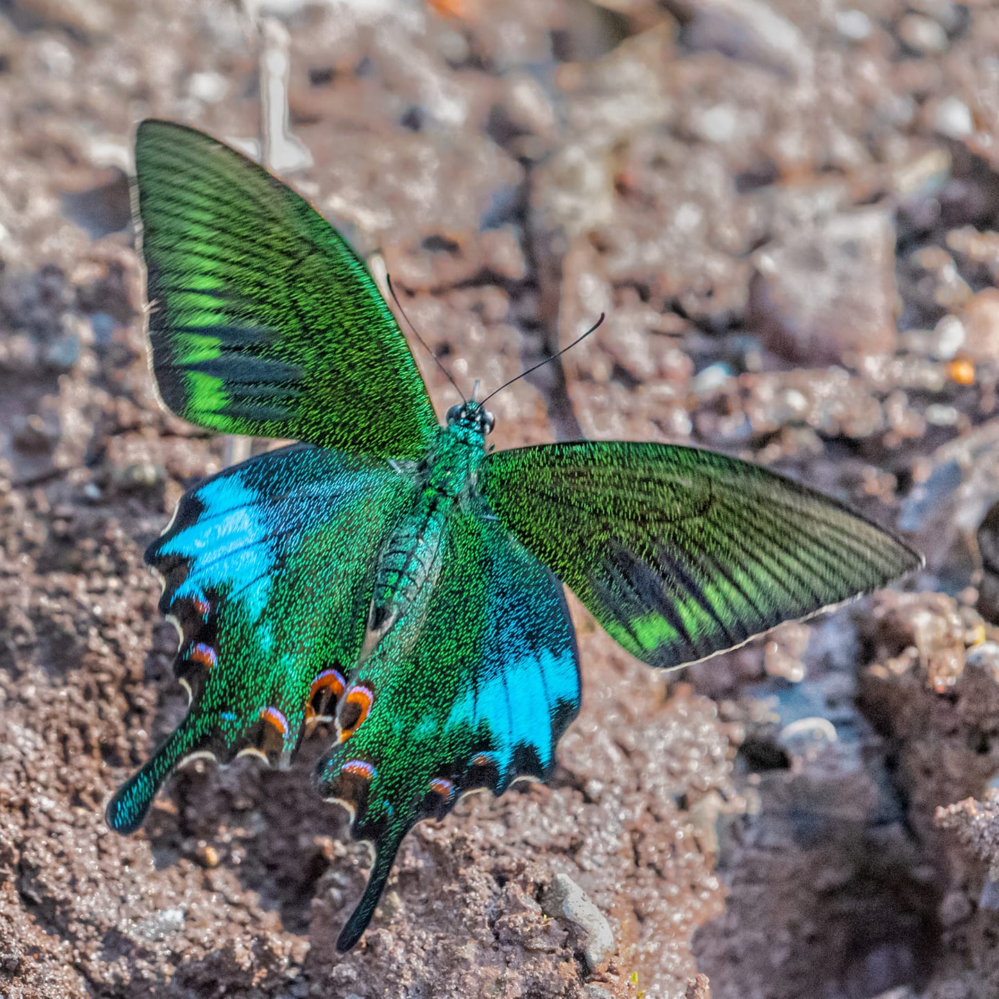 Butterflies - The Painted Meal Moth or Poplar Pyralis (Pyralis pictalis ...