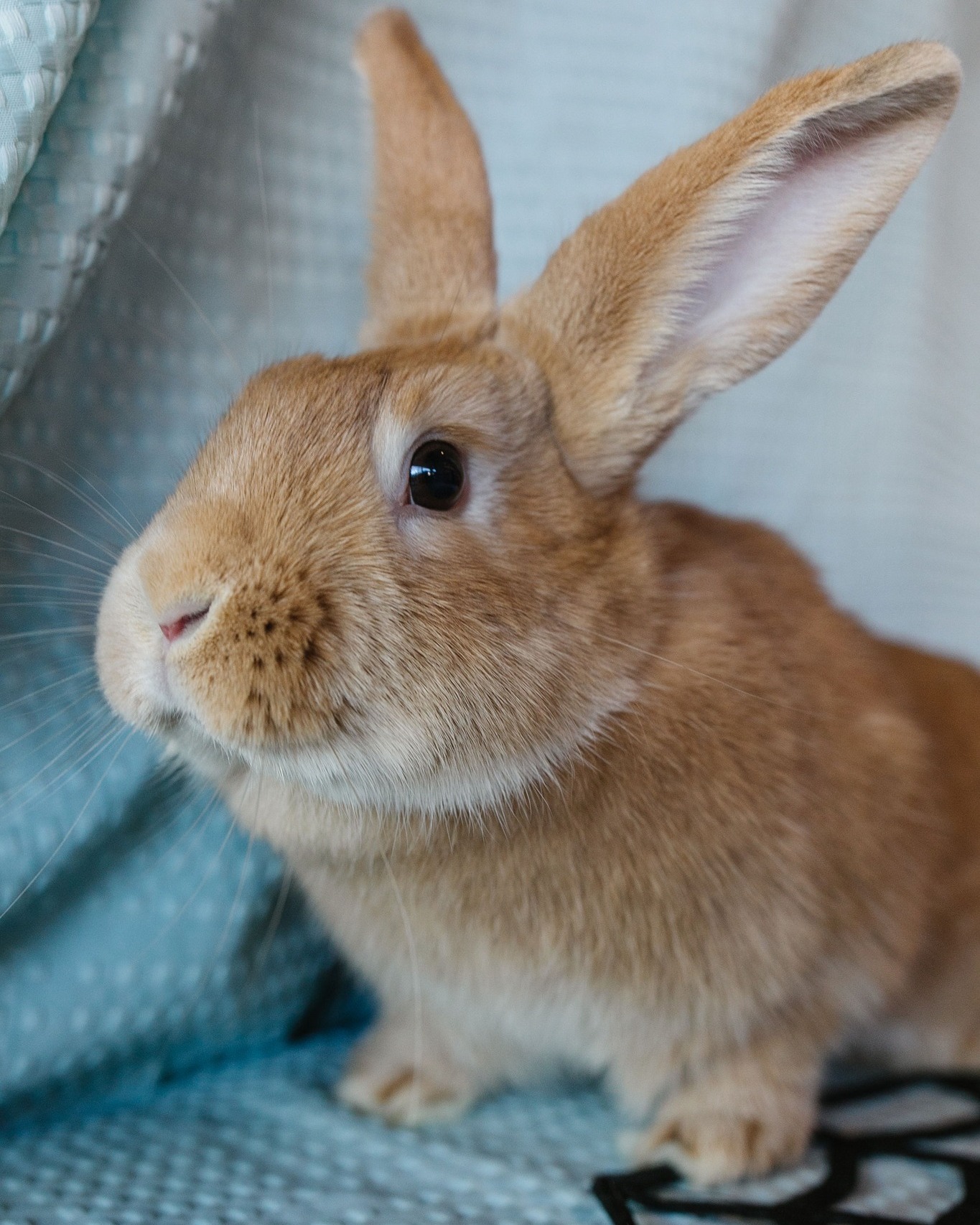 Ombre loves taking naps on her favorite... - Rabbit Advocates | Facebook