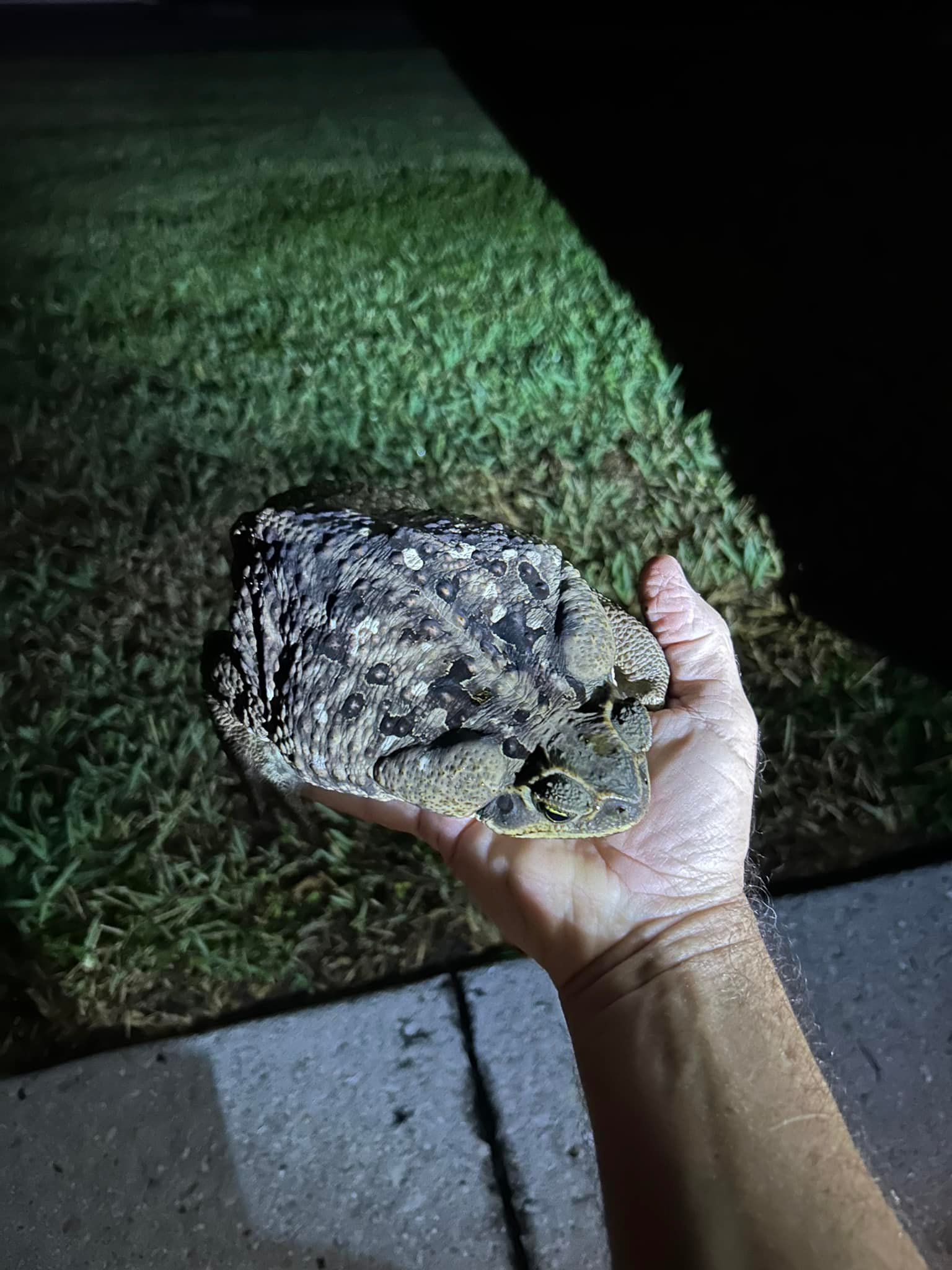 Cane Toad Collection