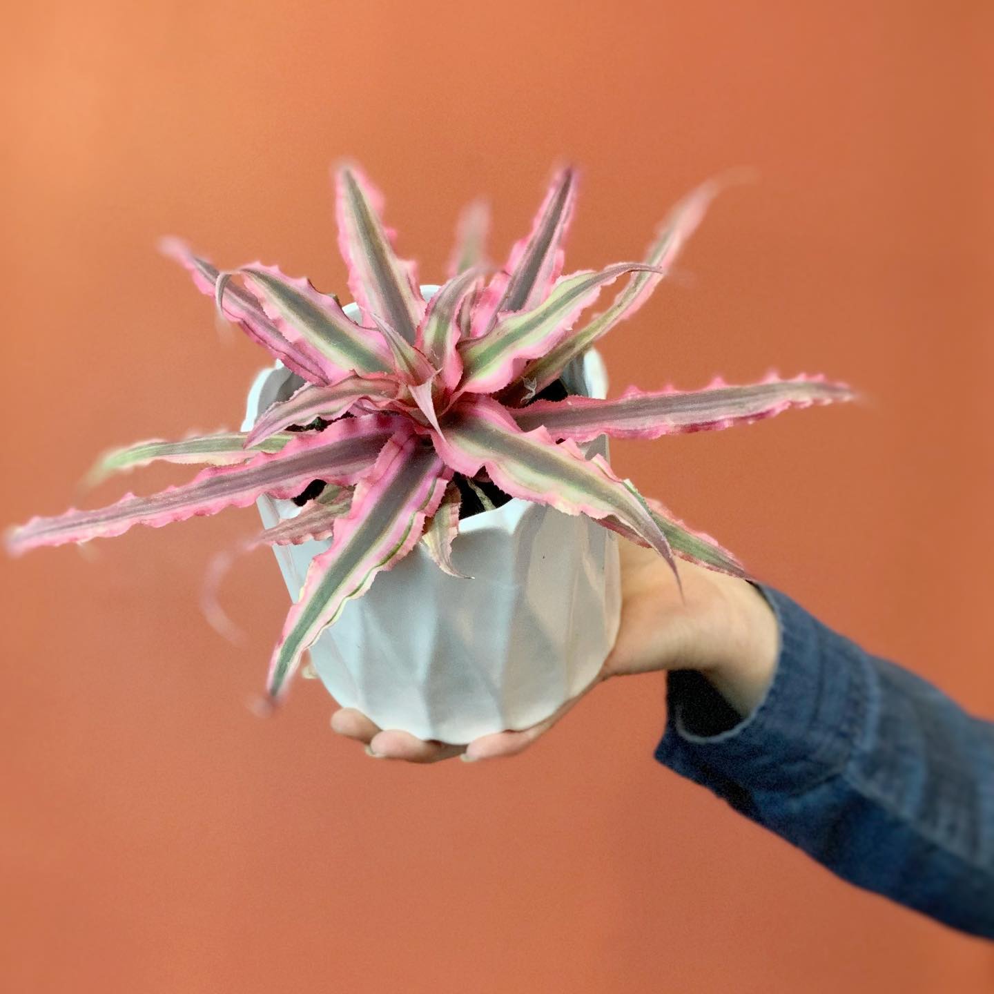 Cryptanthus 'Love Potion # 9' ready to bloom.