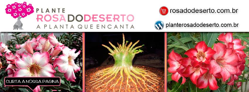 Rosa do Deserto - Valmor Adenium