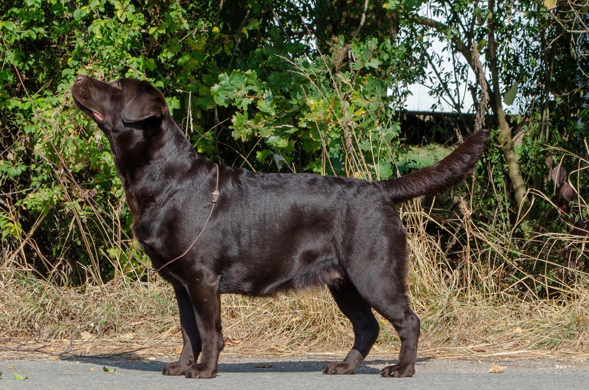 Sergeant Bee‘s Labradorzucht
