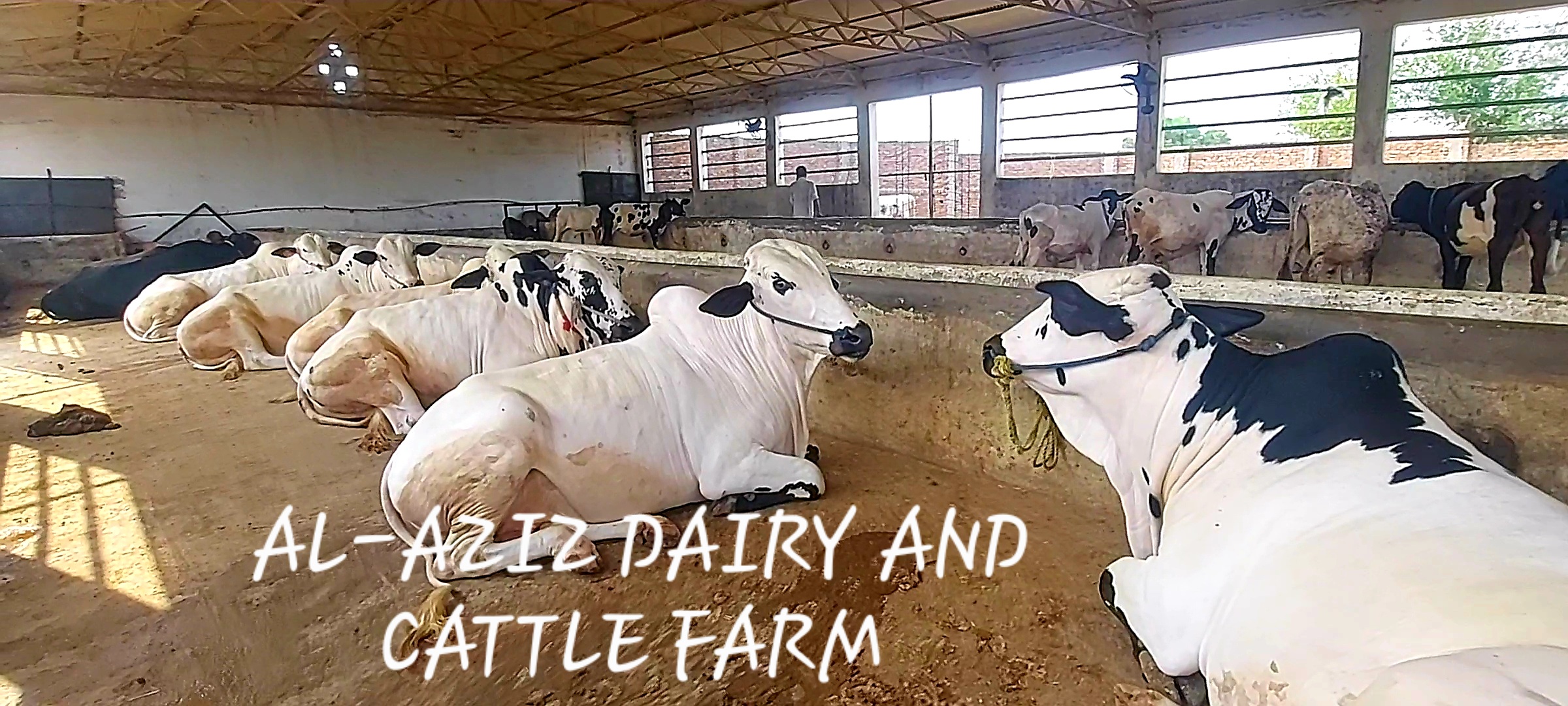 Al-Aziz Dairy And Cattle Farm | Gujar Khan