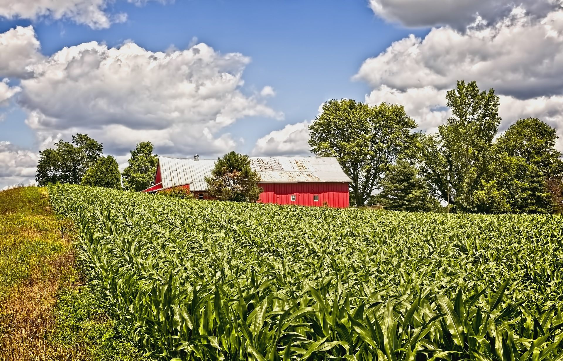 Mennonite - 
