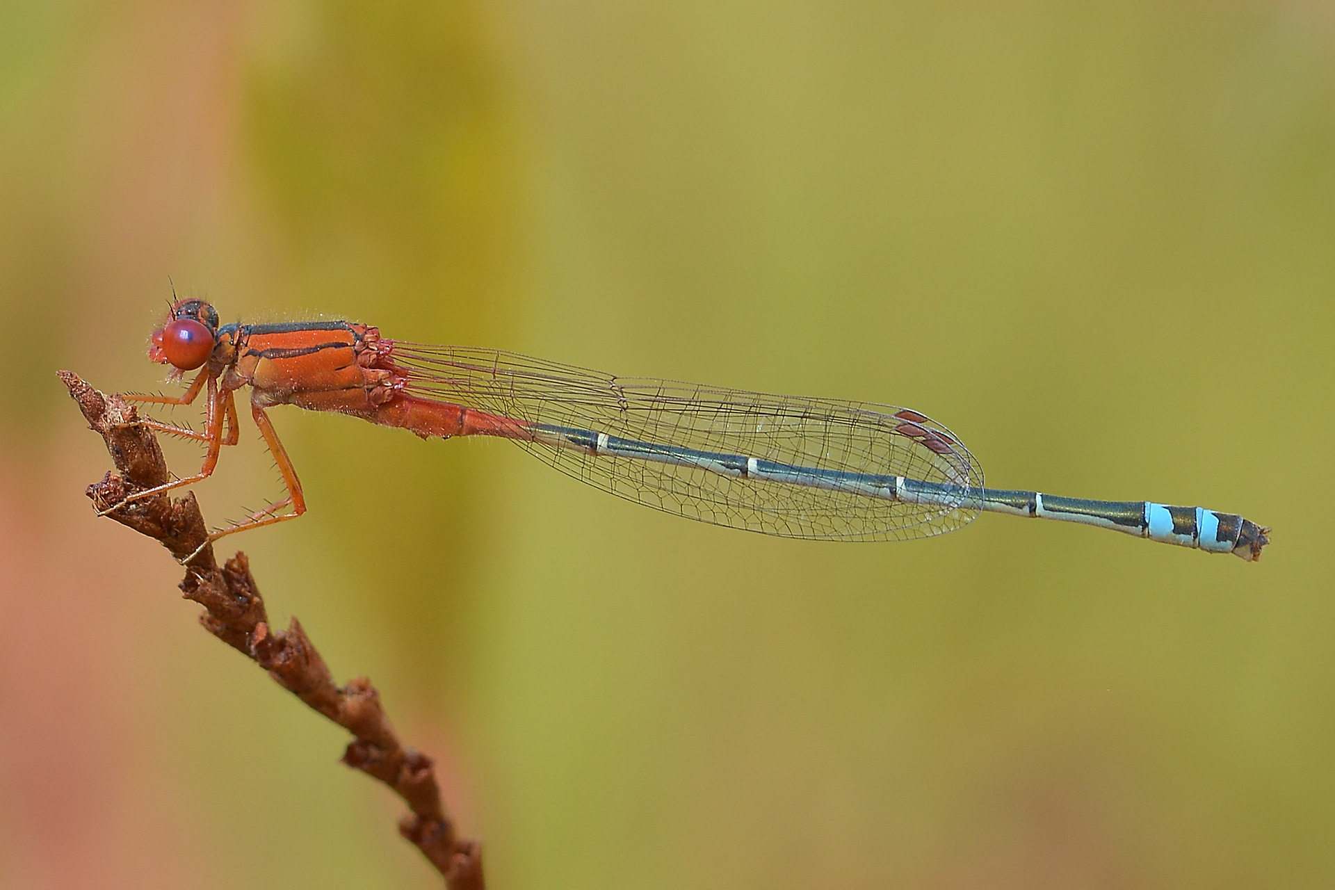 WA Insect Study Society
