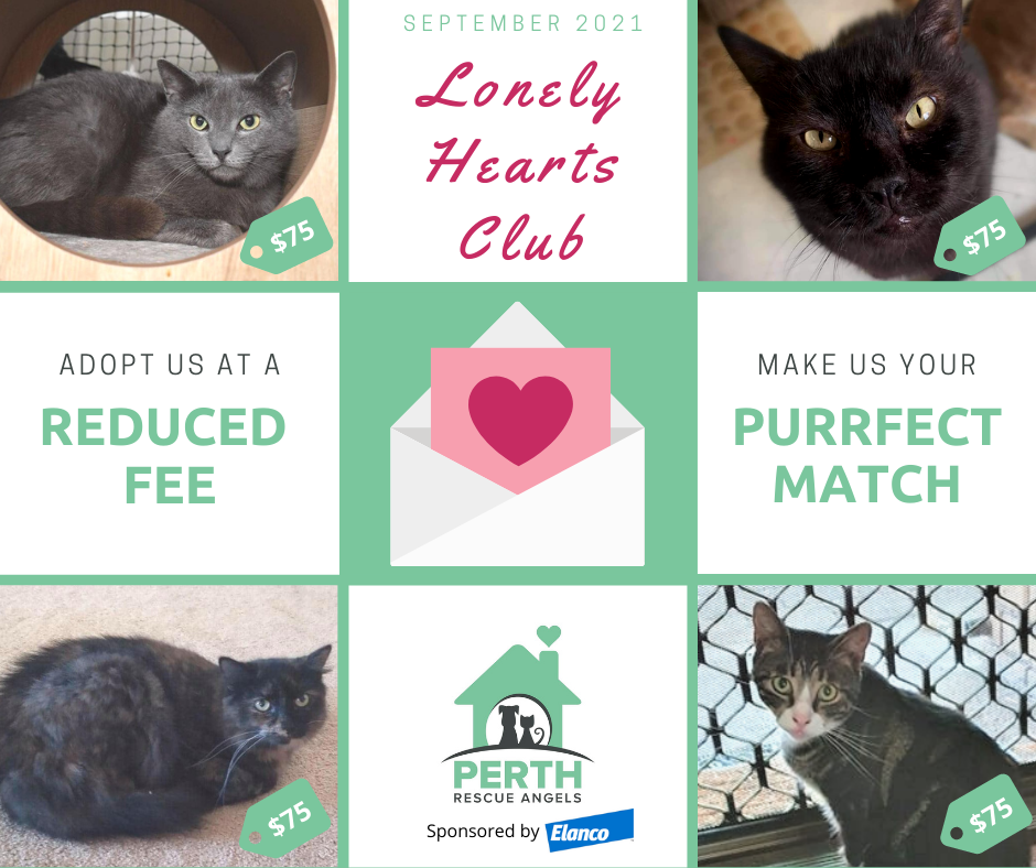 ️ LONELY HEARTS OF SEPTEMBER ️ ... - Perth Rescue Angels