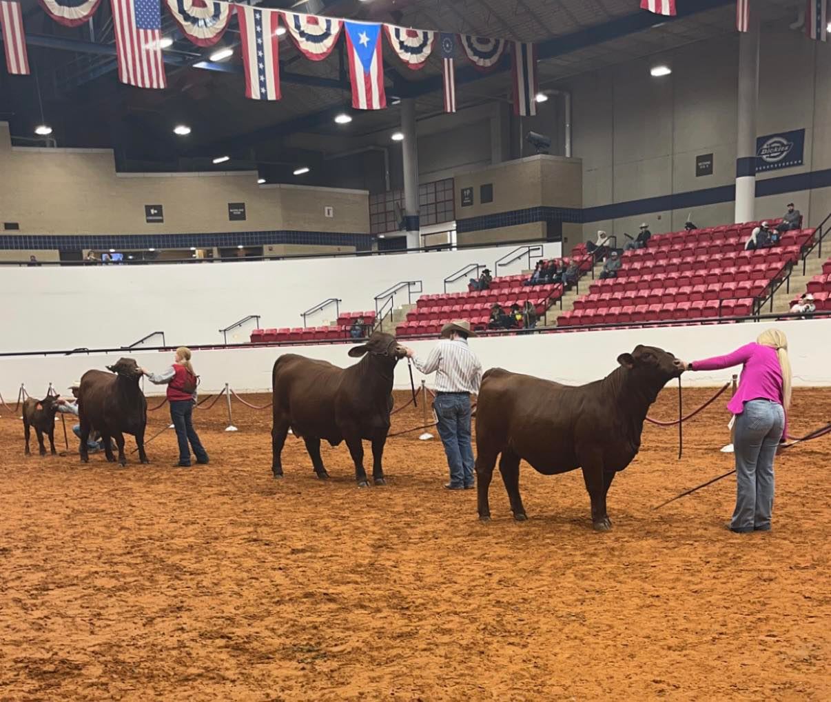 B Square Ranch - National Santa Gertrudis Show BSR Miss...