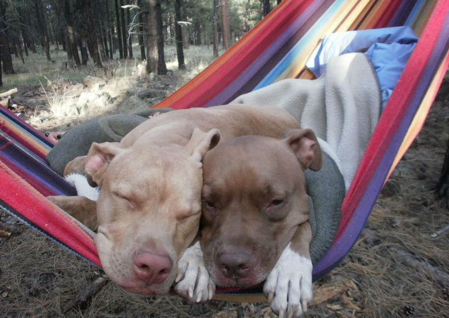 We were going to wait until... - Trax vs. Pitbull Prejudice