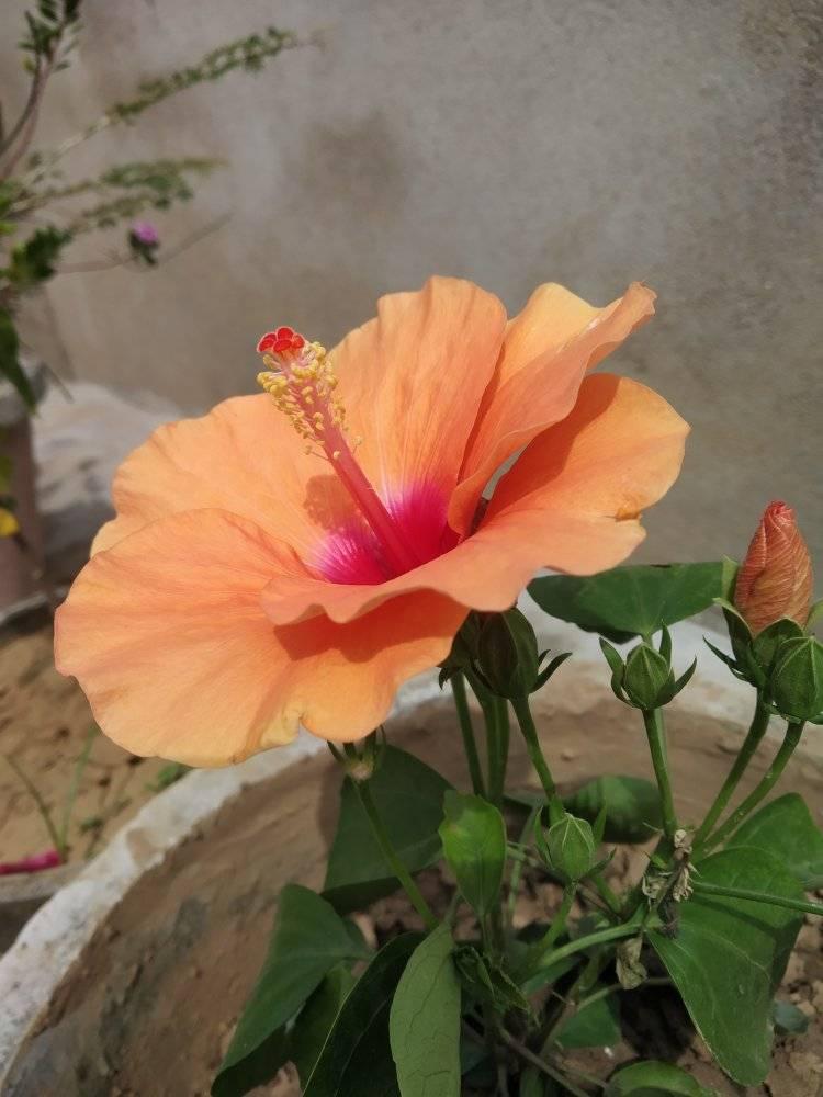 Bloom season