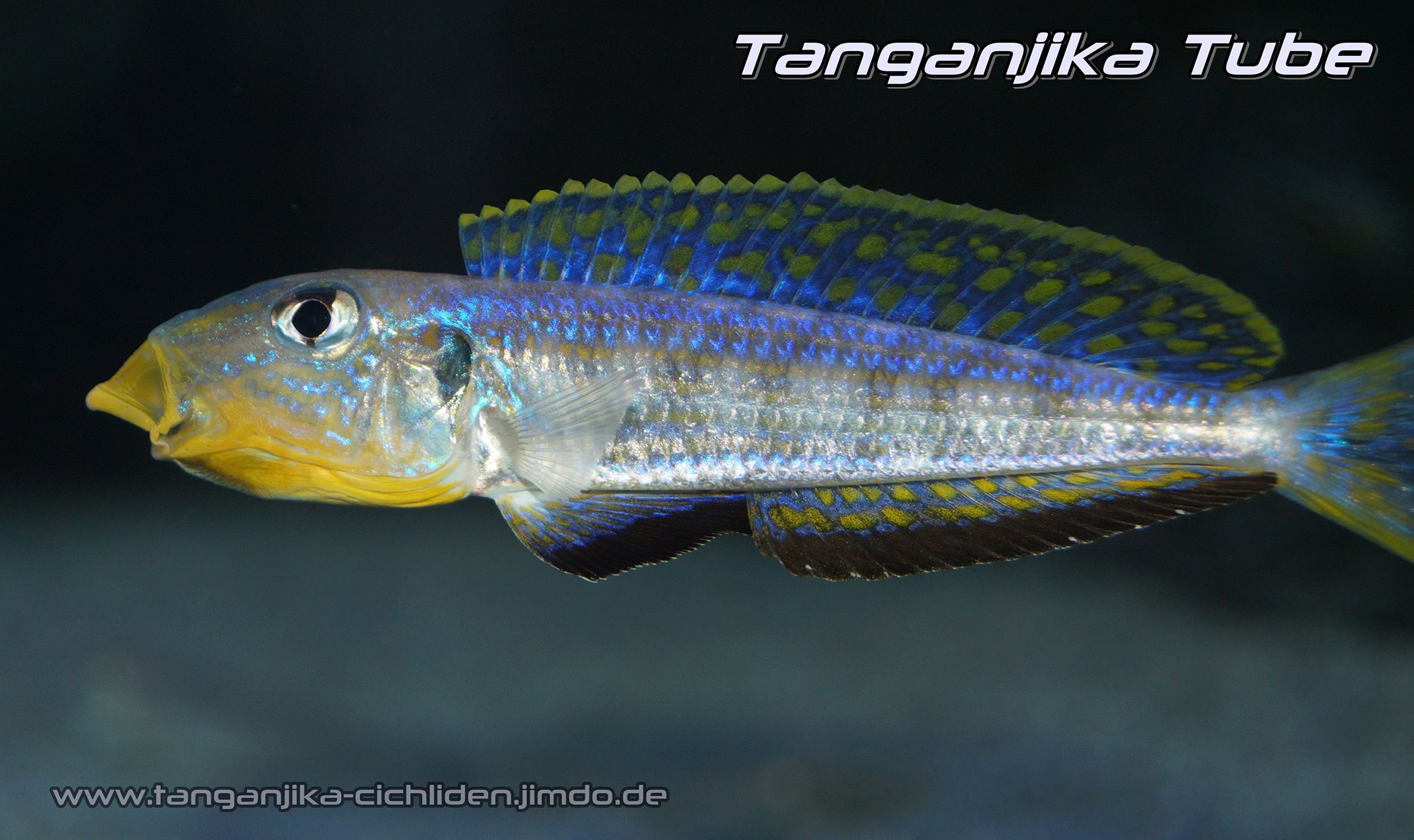 Tanganjikasee-Cichlidenverzeichnis 