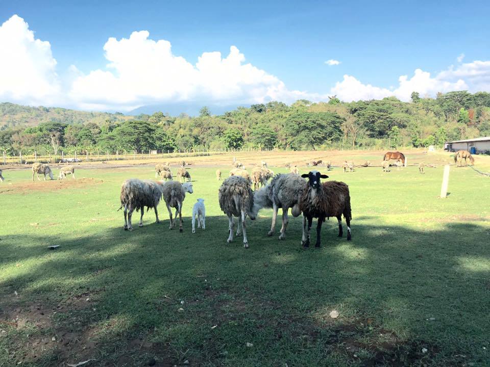 IBIT's FARM - TARABTAB (Halubagat-Baging), an exotic wild... | Facebook