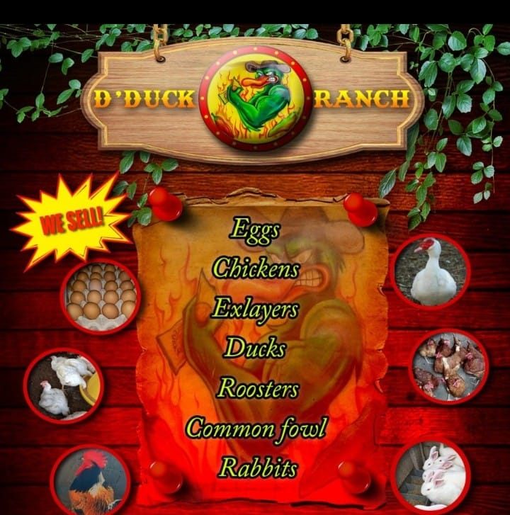 D Duck Ranch Poultry Depot.... - D Duck Ranch Poultry Depot.