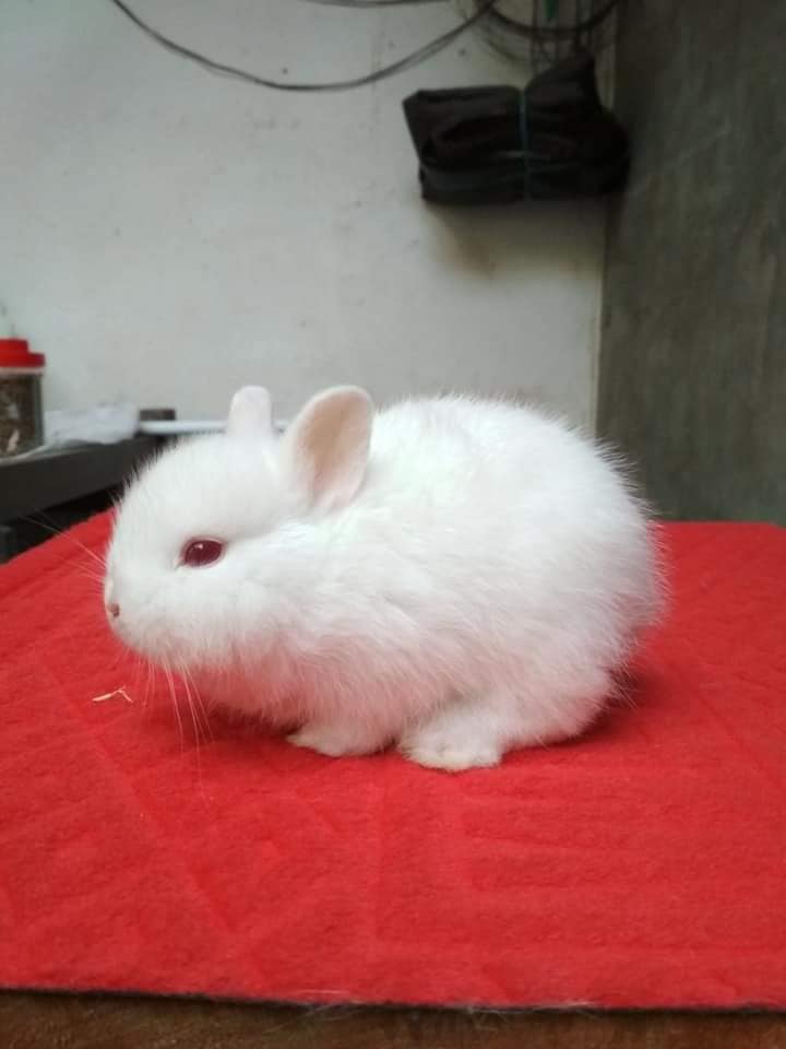 Mandar Rabbit | Majene
