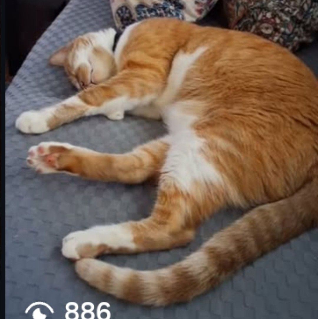 Meet Felix, our charming twelve-year-old stray rescue 🐾💕, and the ...