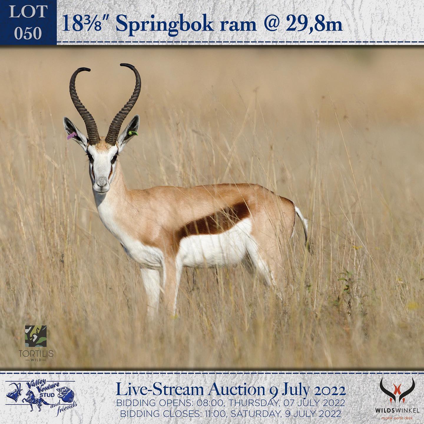 Springbok lots on offer from guest... - Valley Venture Stud | Facebook