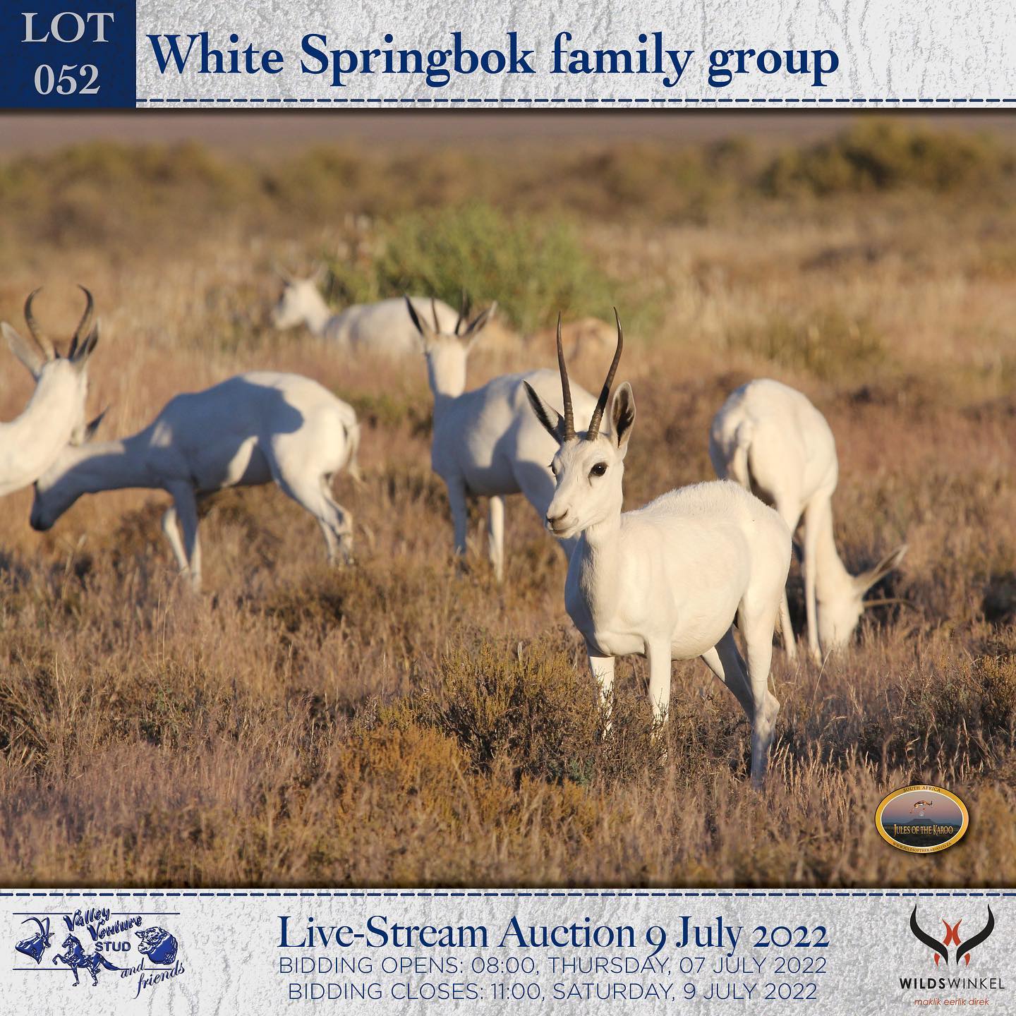Springbok lots on offer from guest... - Valley Venture Stud | Facebook