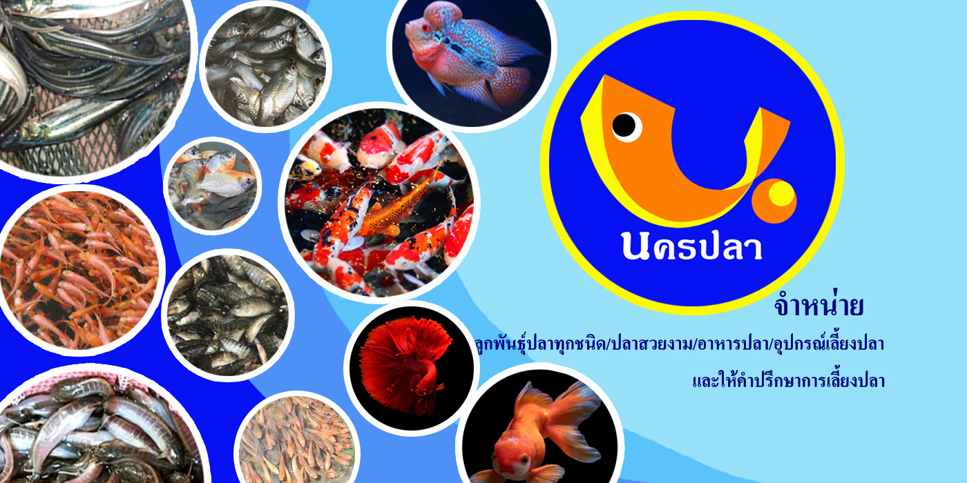 Koi Fish in Phu Pheem Koff... - Koi Fish in Phu Pheem Koff