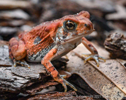 Today's backyard photo is of this very small red toad who was sitting ...