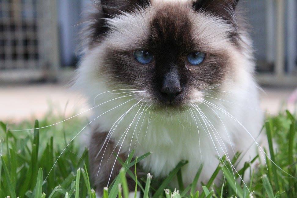 Spring Creek Kennel &... - Spring Creek Kennel & Cattery