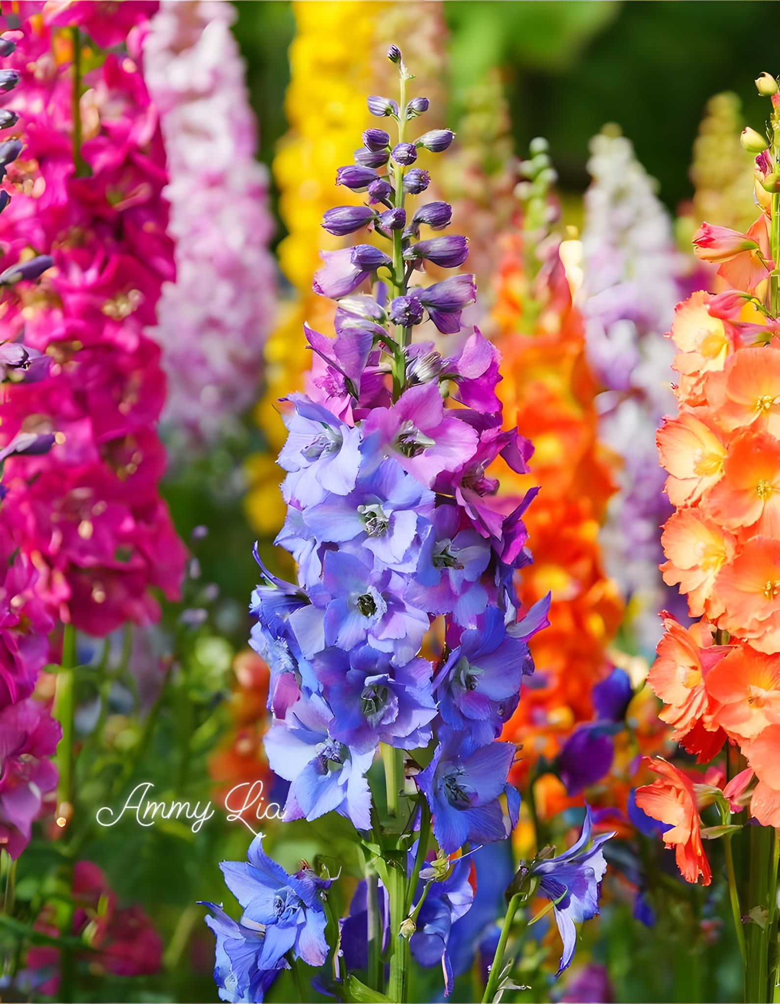 Delphinium at ₹ 280/bunch | Flower Bouquet in Coonoor | ID 