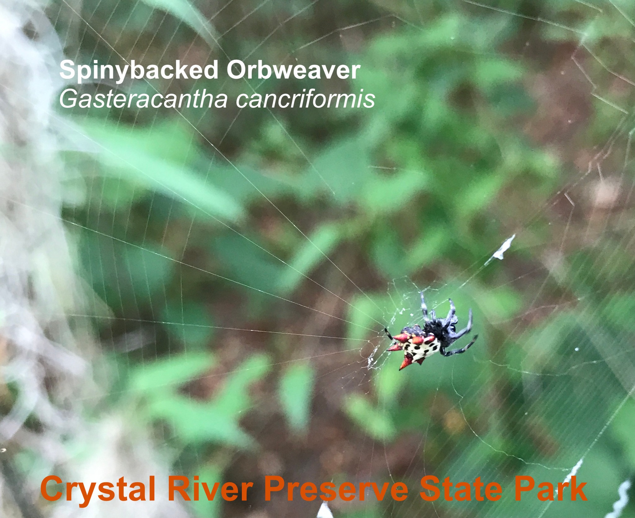 This spider... - Friends of the Crystal River State Parks