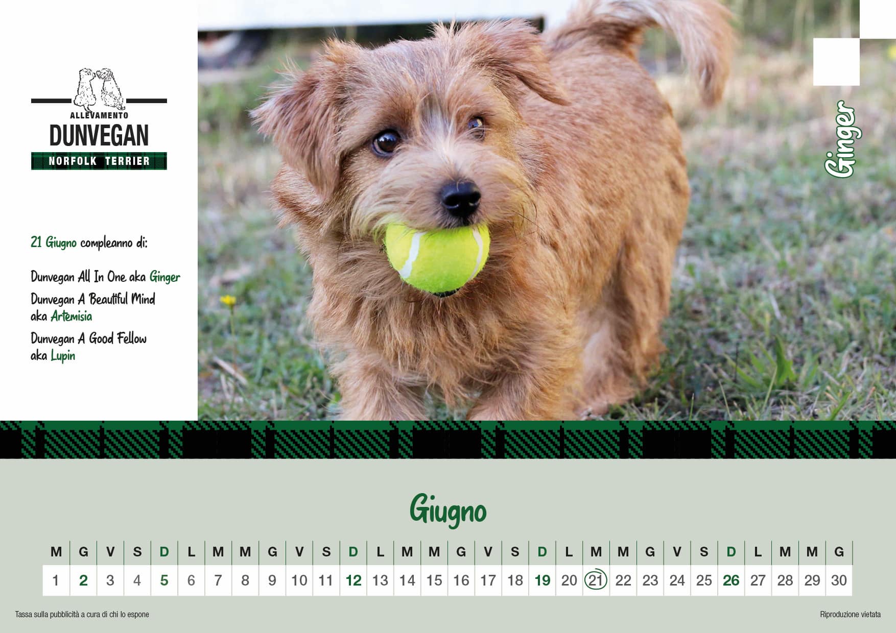 Norfolk Terrier All Dunvegan Di Luciana Perasso Photos Facebook