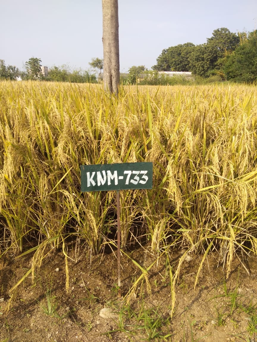 Rice-Raju Voice