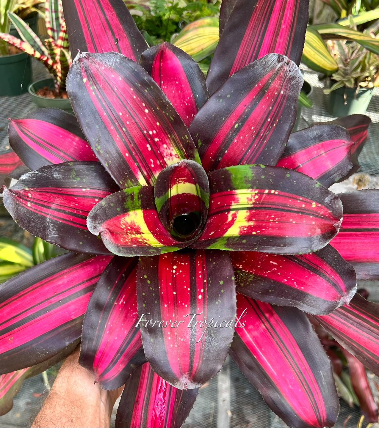 Neoregelia “Fire Bomb” #neoregelia #skotak #bromeliad #bromeliads