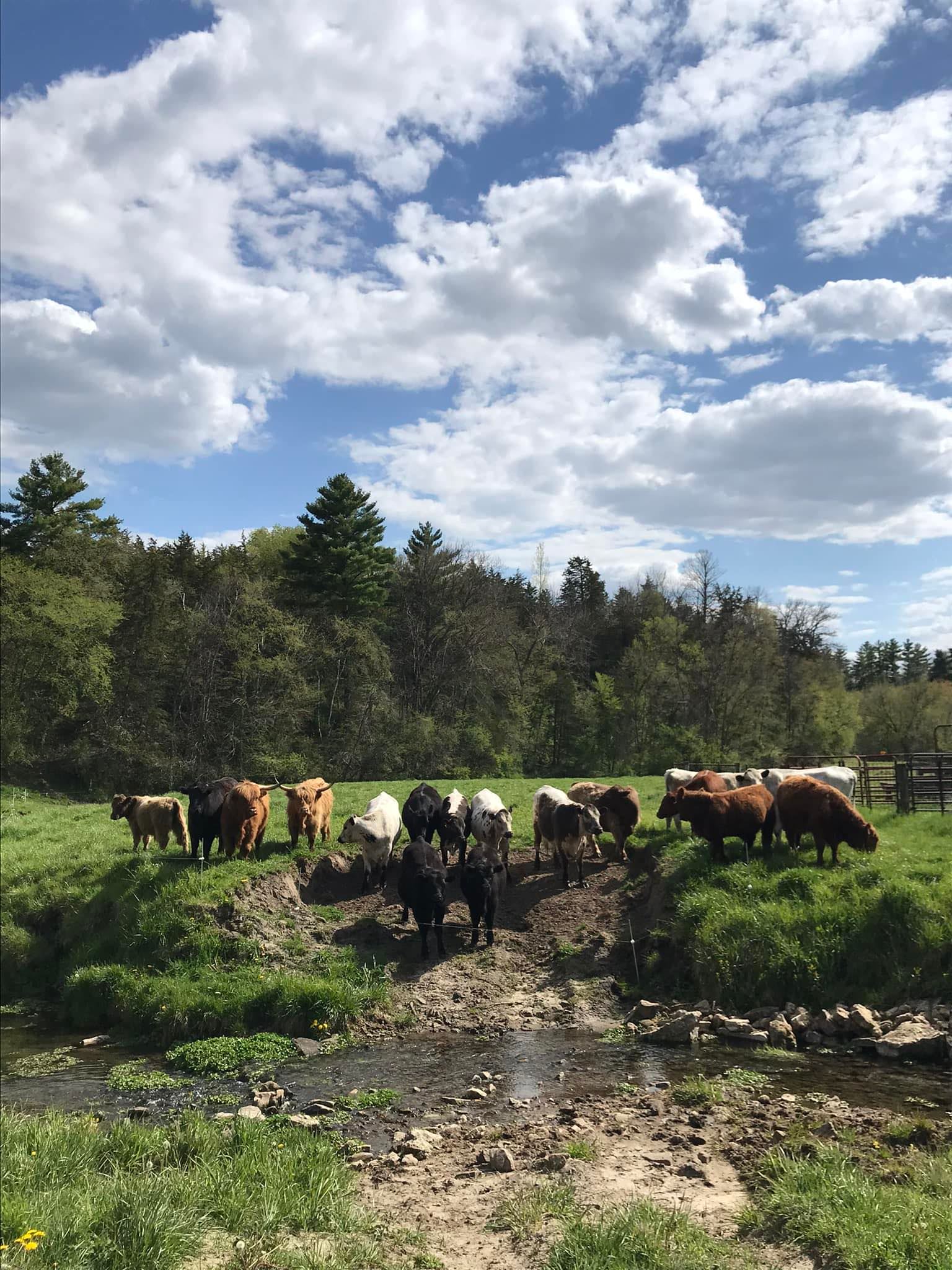 Pine Ridge Ranch 100% Grass fed and Grass Finished Beef | Chatfield MN