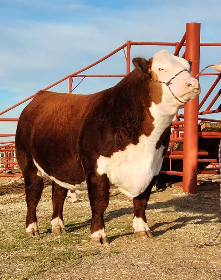 Square G Ranch | Putnam OK