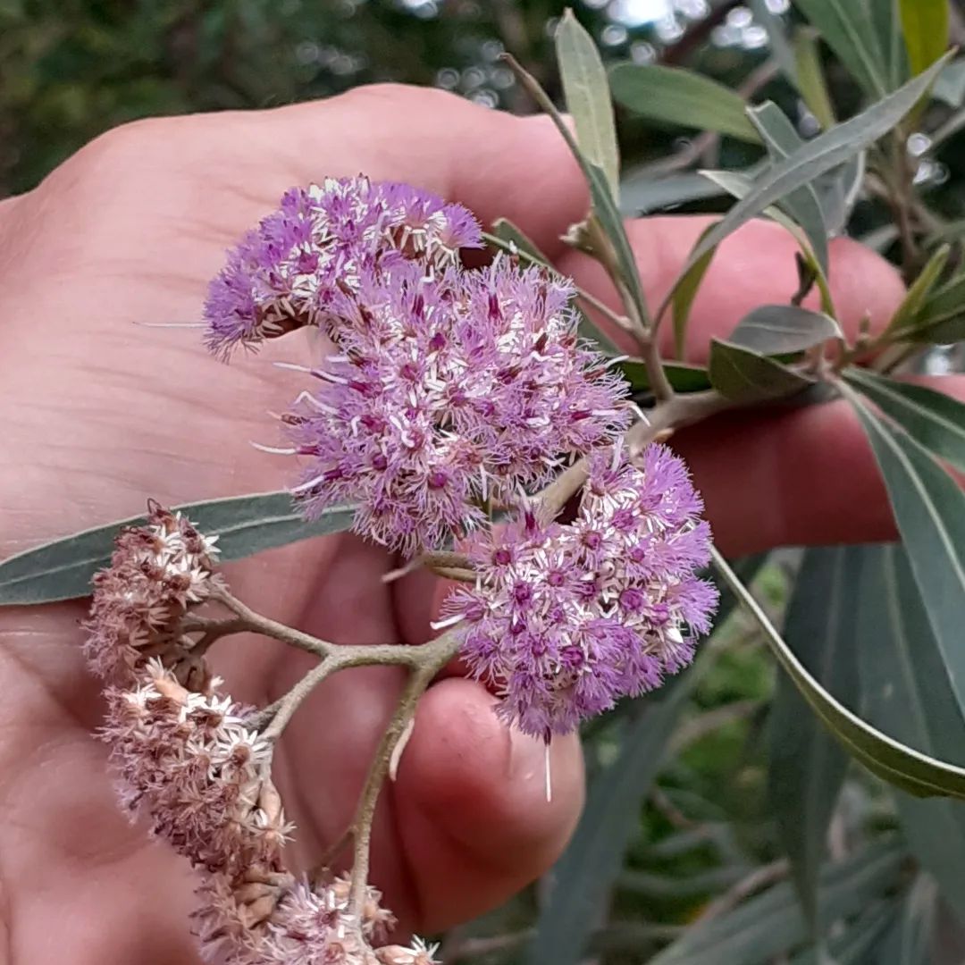 Fauna y flora de la Reserva Ecológica Lago Lugano | Buenos Aires