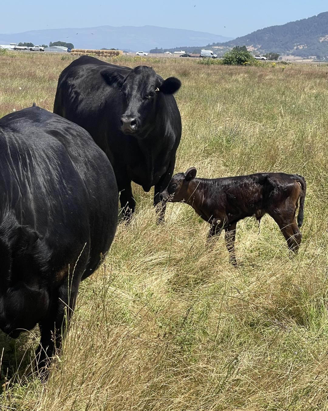 Frontier Cattle Co | Shedd OR