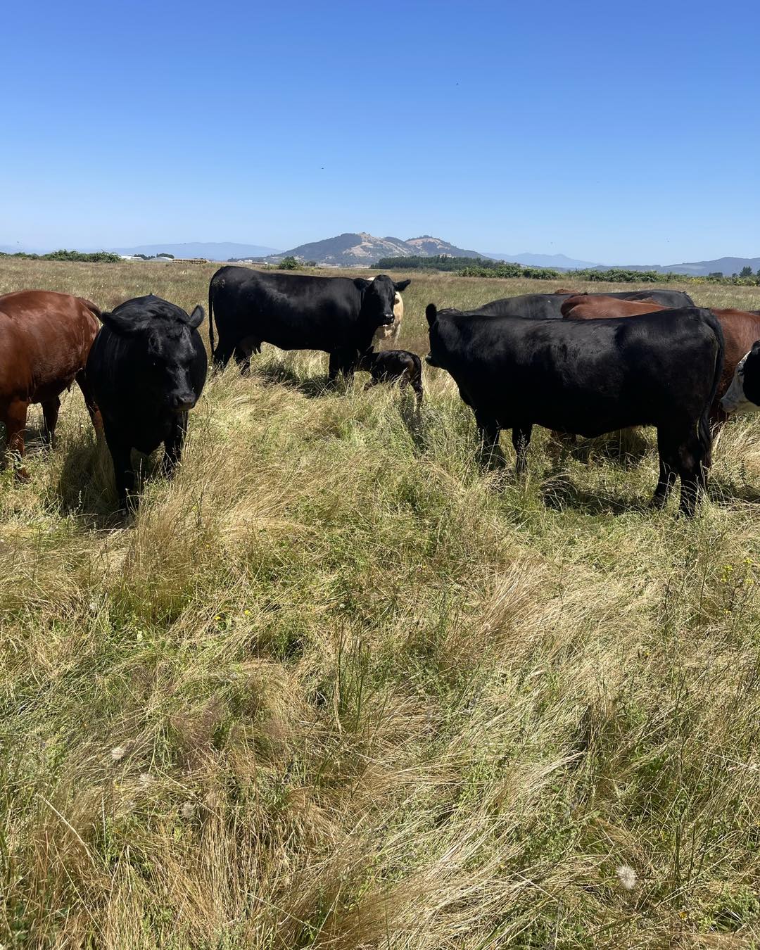 Frontier Cattle Co | Shedd OR