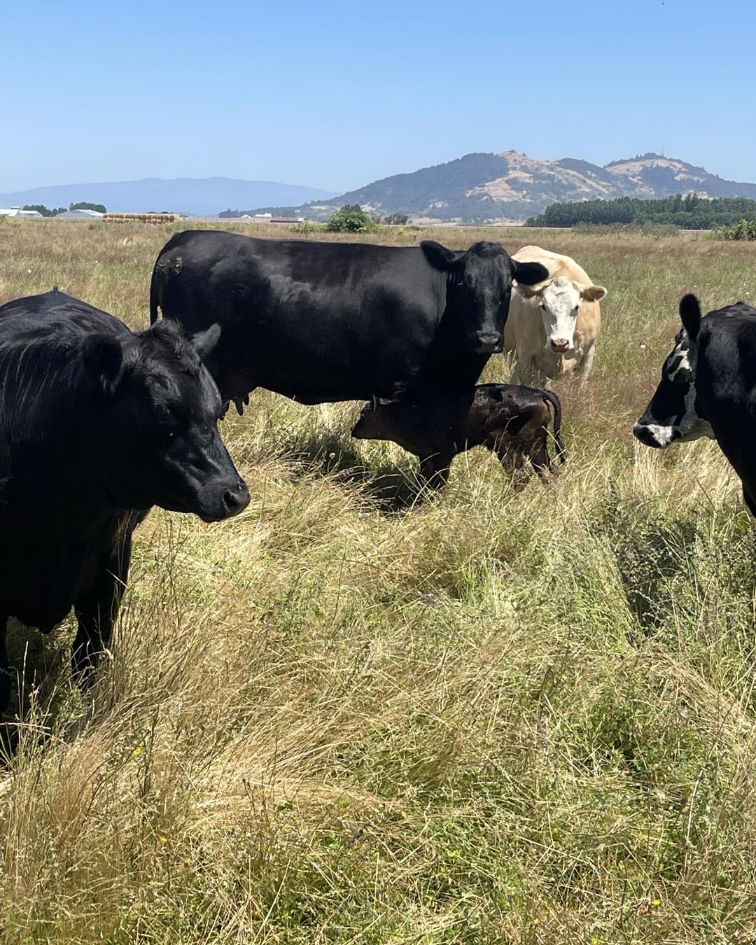 Frontier Cattle Co | Shedd OR