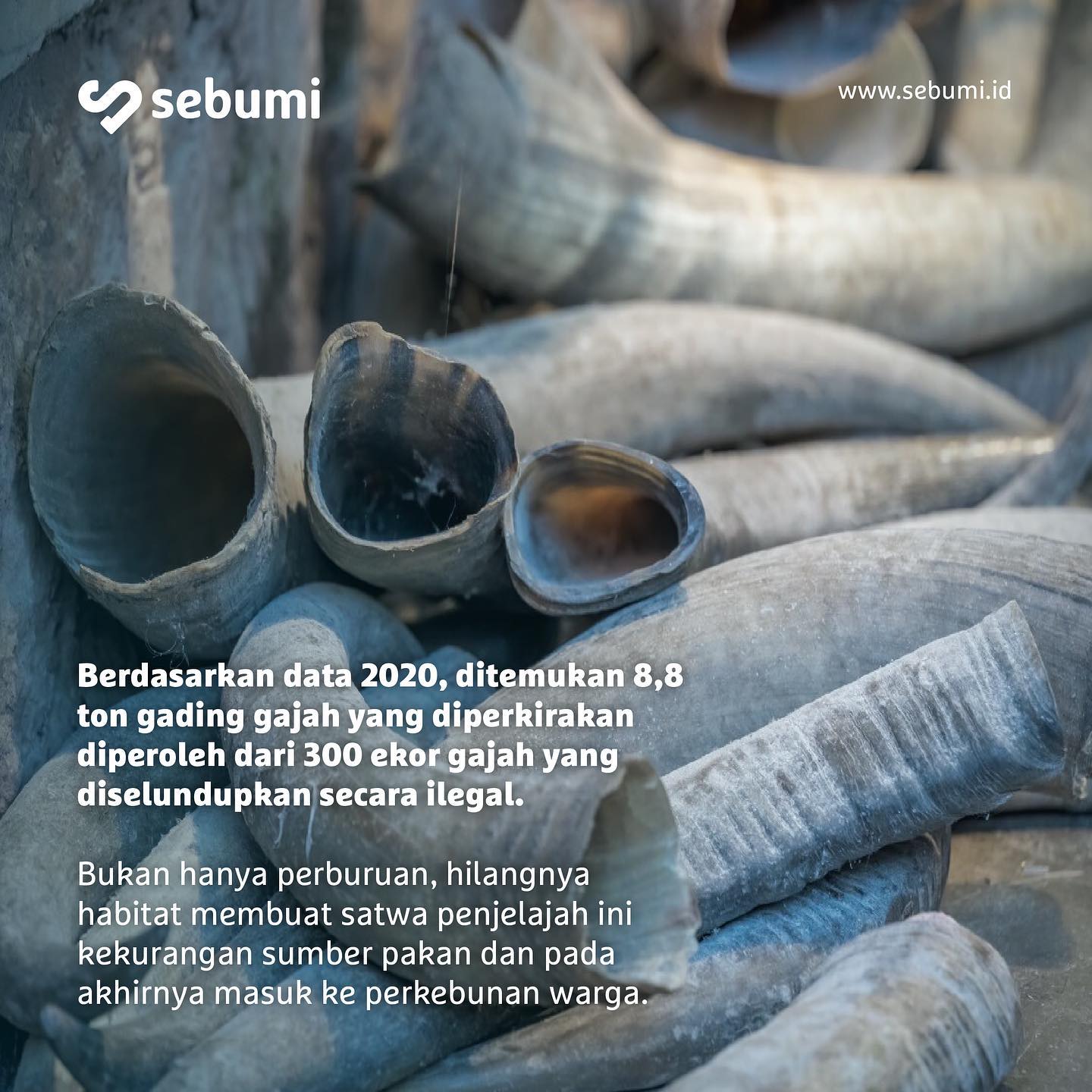 Sebumi - Sebumi added a new photo.