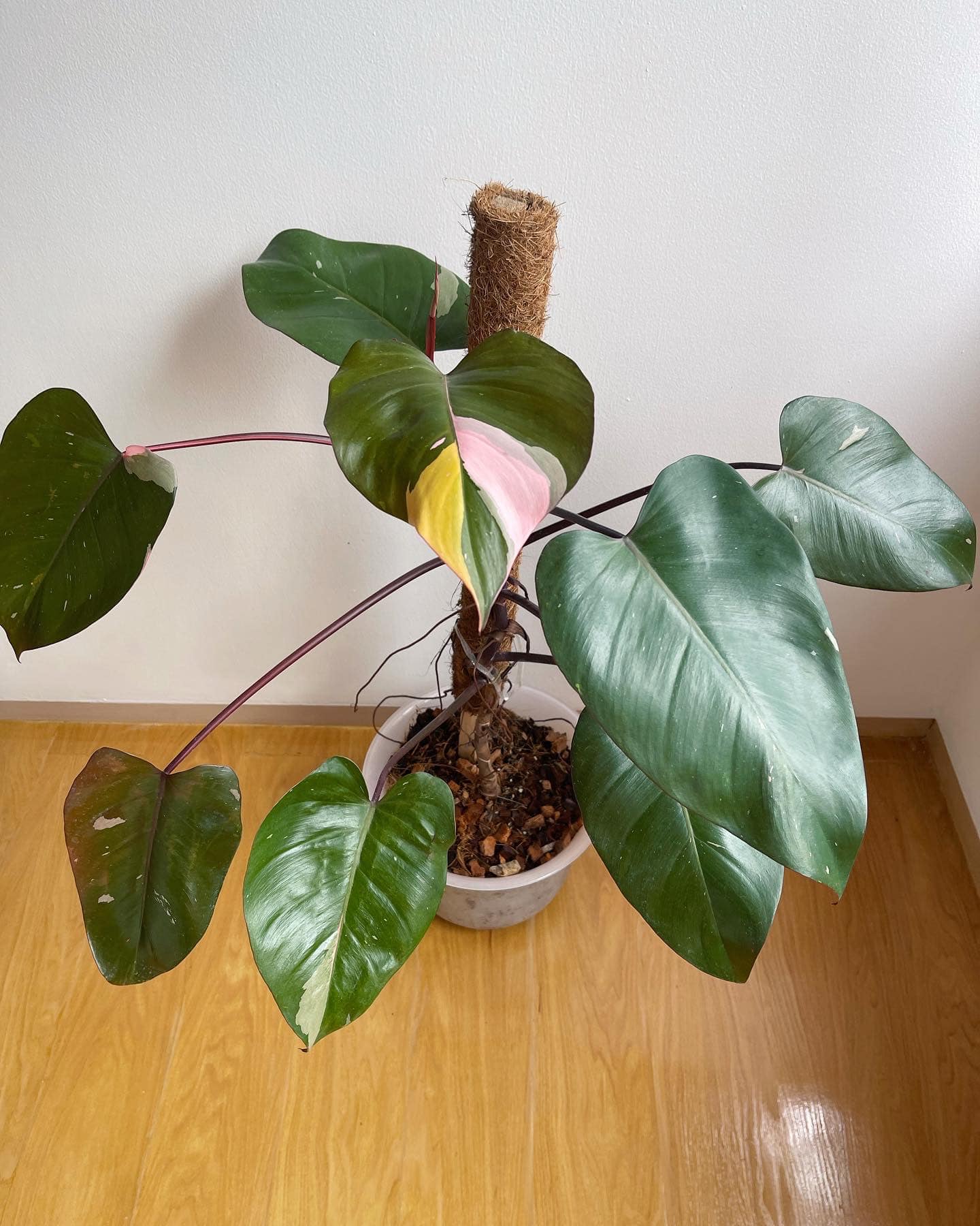 Grounded - พิ้งปริ้นเซส Philodendron pink princess...