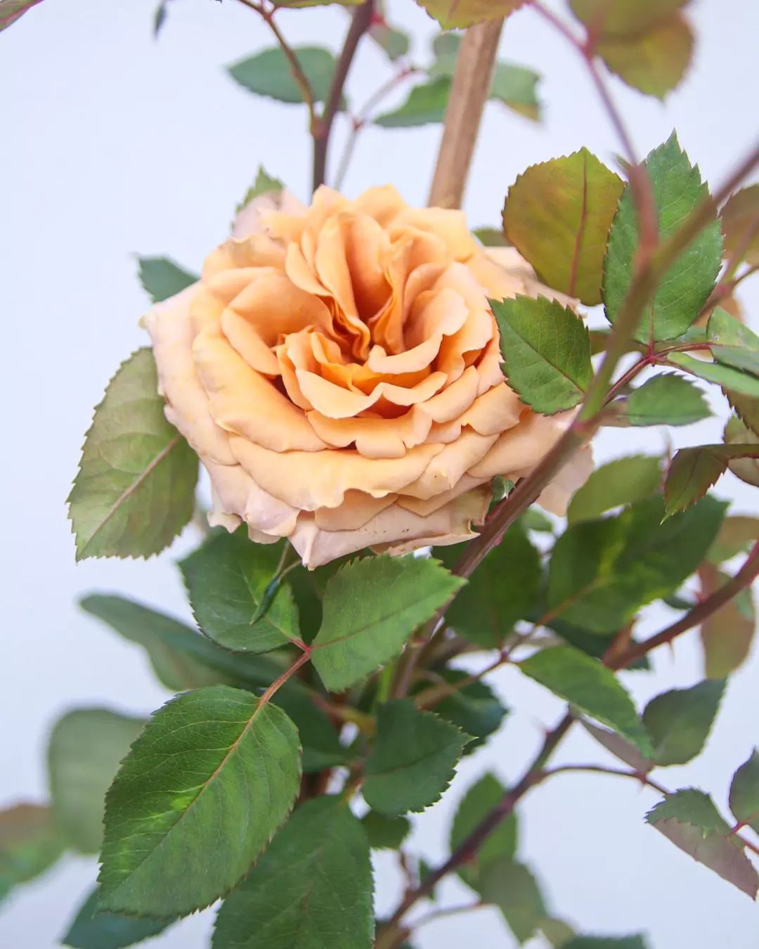 Plant_on_Earth - ‼️SOLD OUT‼️กุหลาบตัดดอก Toffee Rose...