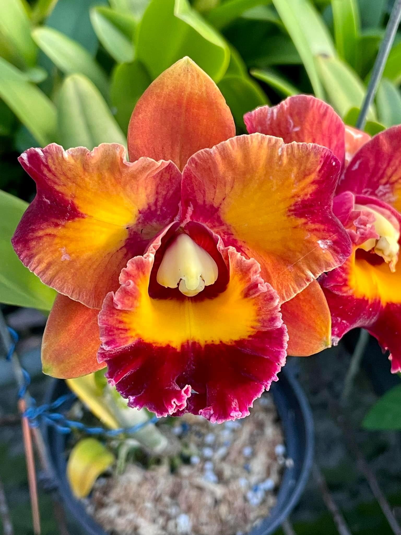 New RLC Guan MiaoChen 'Chinese Dragon' x RLC Village Chief Triumph