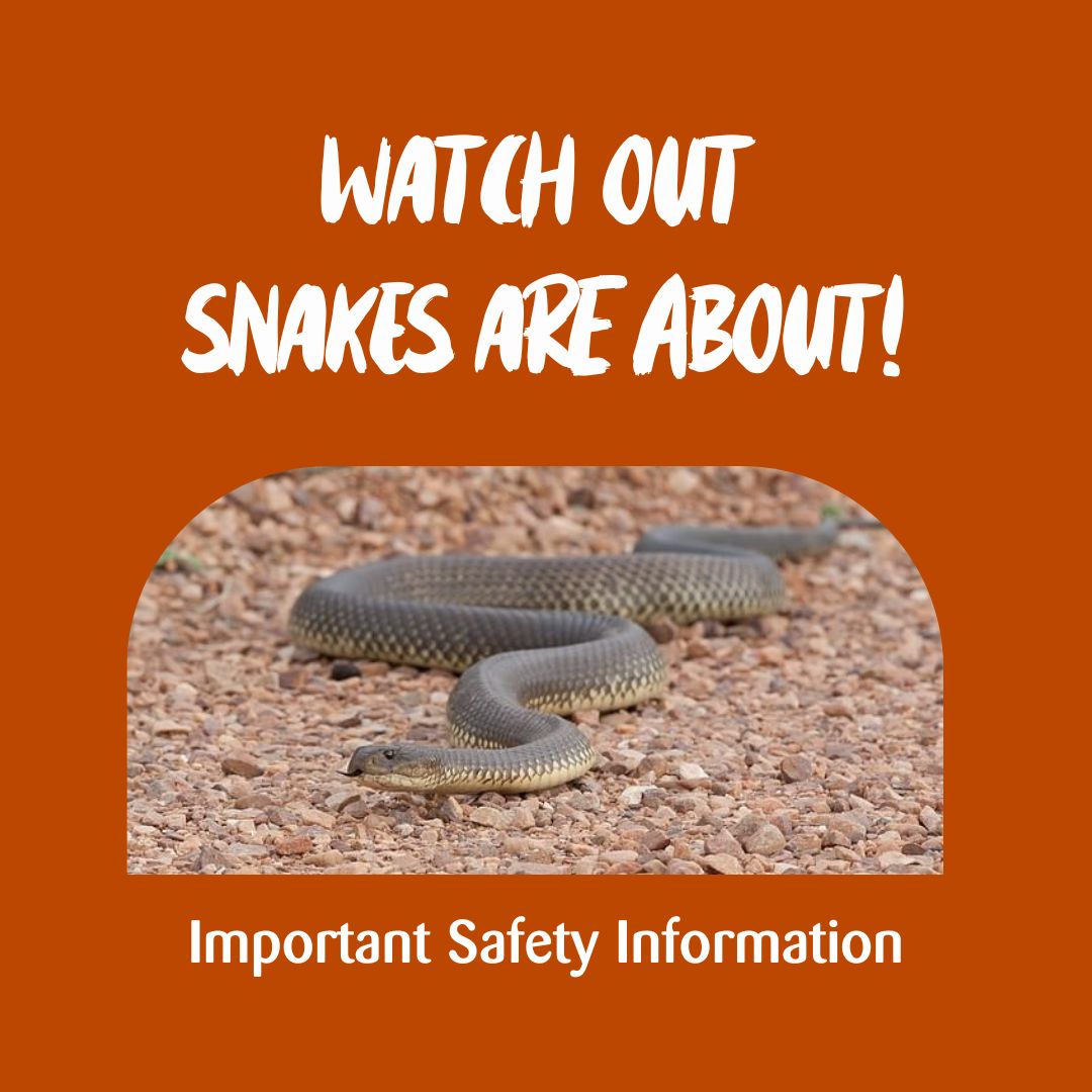 🐍 Watch out, snakes are... - Northern Rivers Rail Trail | Facebook