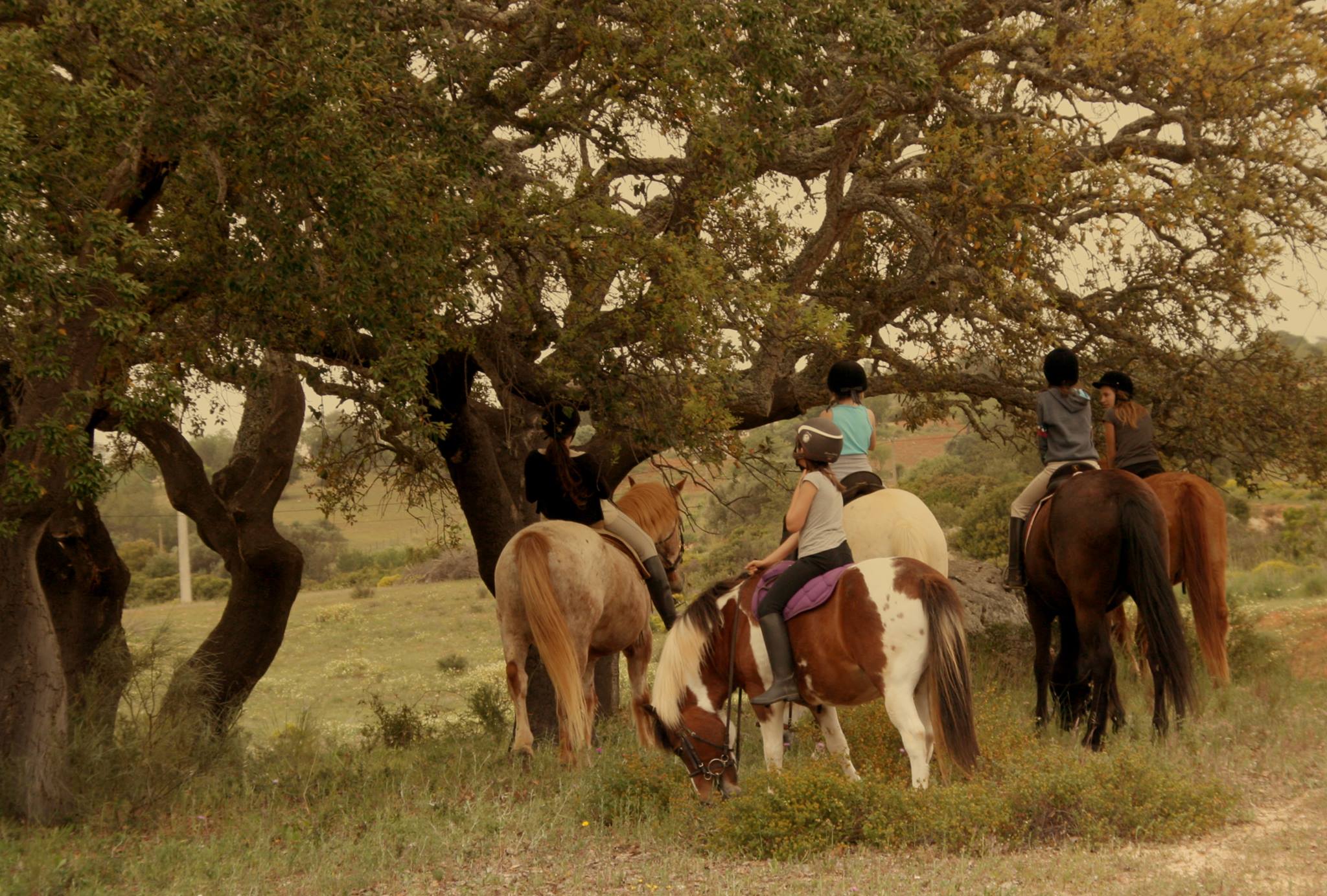 Country Riding Centre added a new... - Country Riding Centre