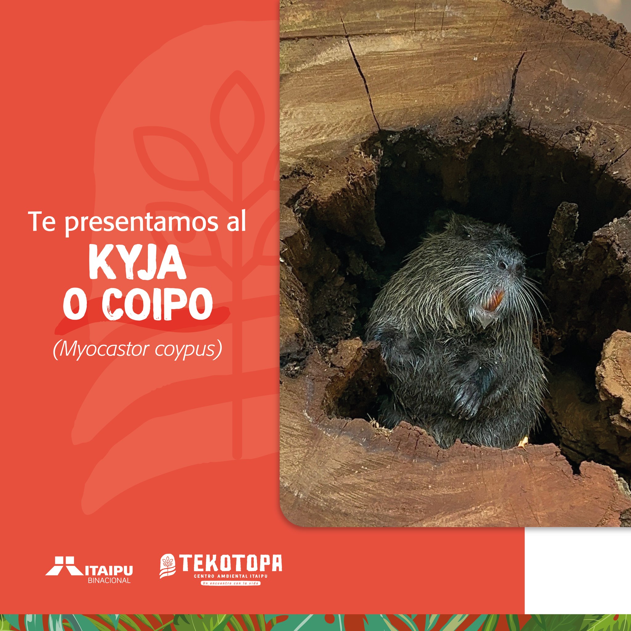 Te presentamos al kyja. Es... - Itaipu Binacional - Paraguay