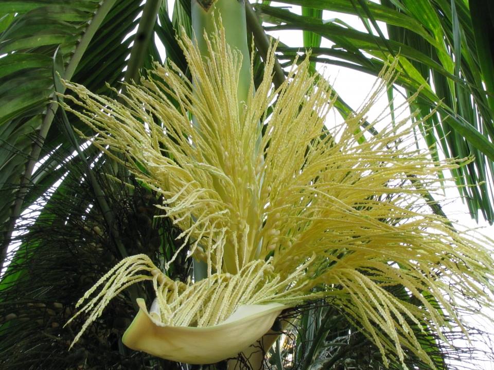 Solmelu - Pingara flowers/ Areca flower: used for all... | Facebook