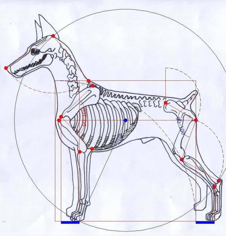 THE BREED STANDARD:... - Doberman Pinscher Club of America | Facebook
