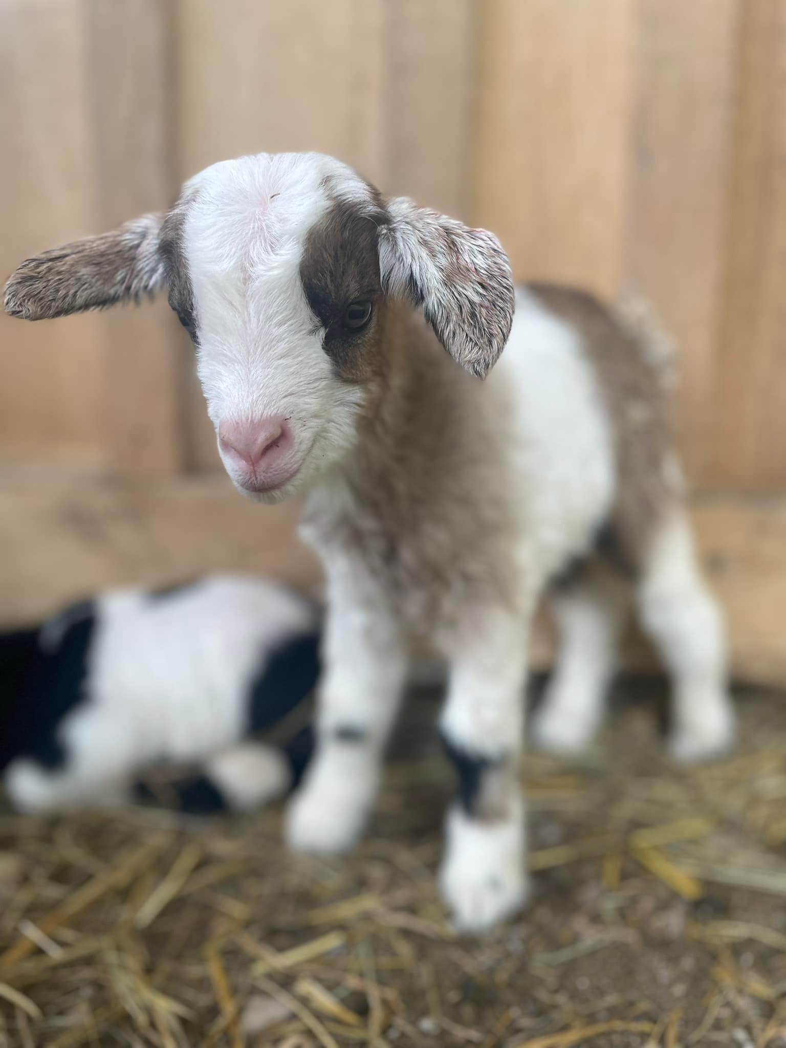 Tooth Acres Farms