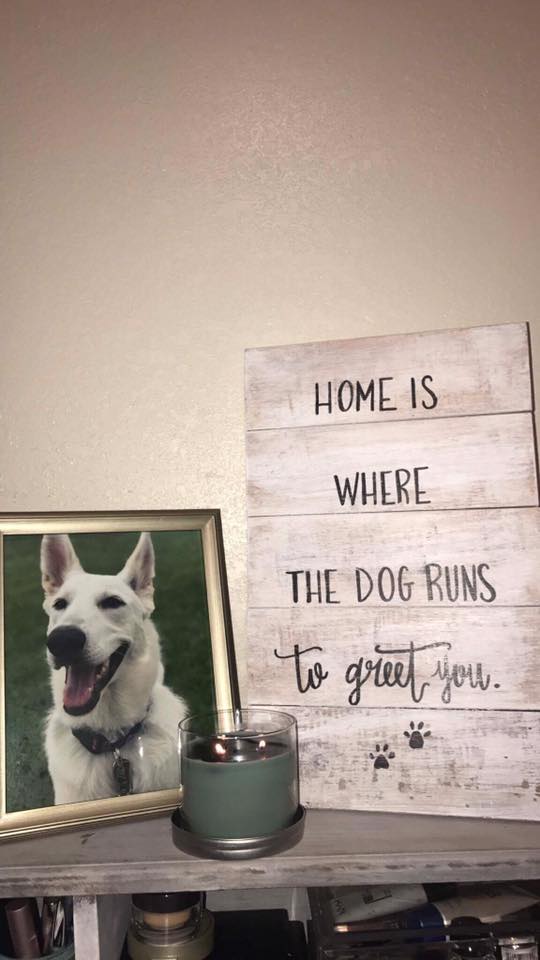 Primitives By Kathy 'Beware Of Wigglebutts' Wooden Box Sign - Dog Lover Home Decor, 7.5" X 4.5"