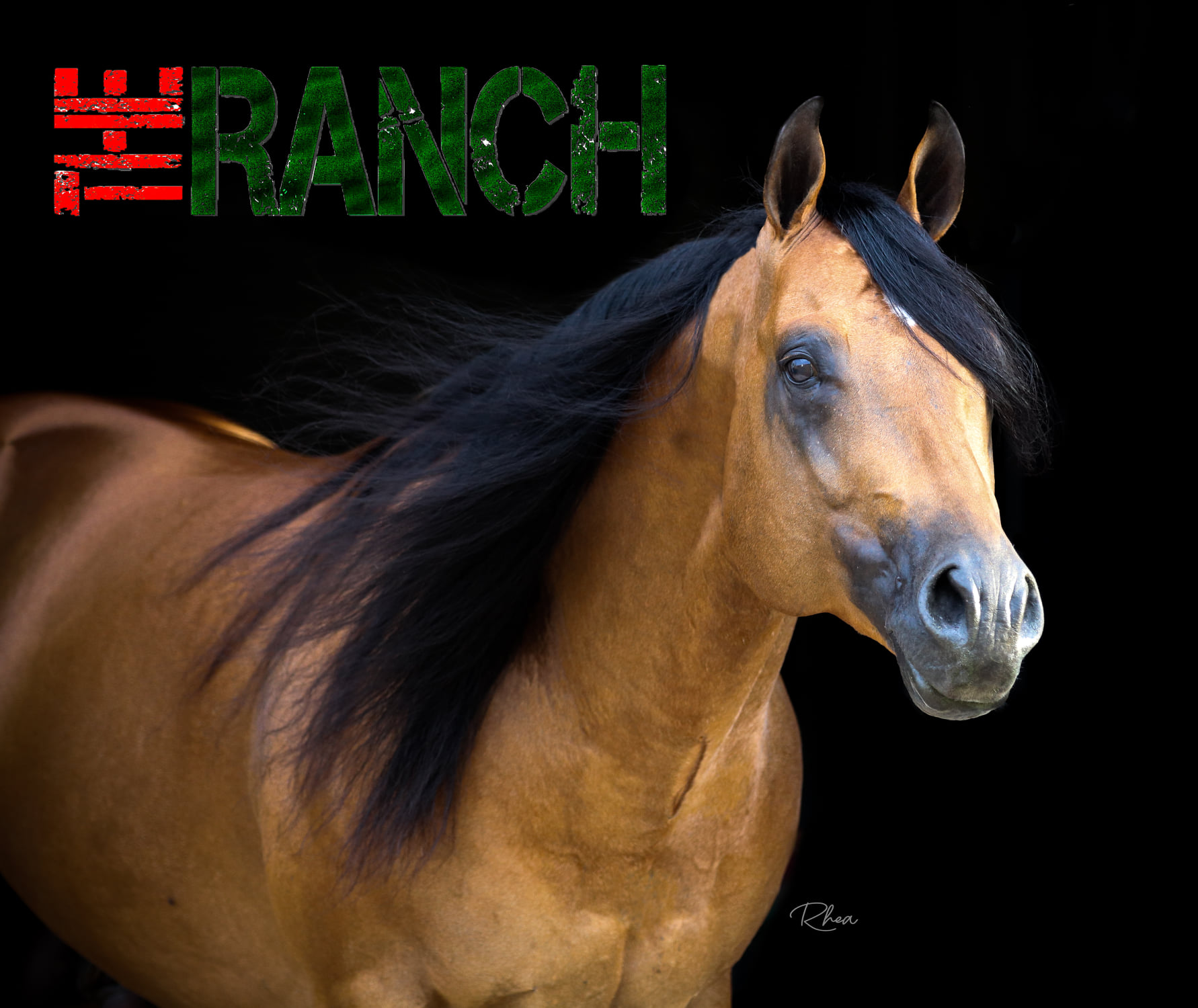🦸‍♂️ MARVEL 🦹‍♂️ (Sparkys Shining... - The Ranch Equine, Inc.