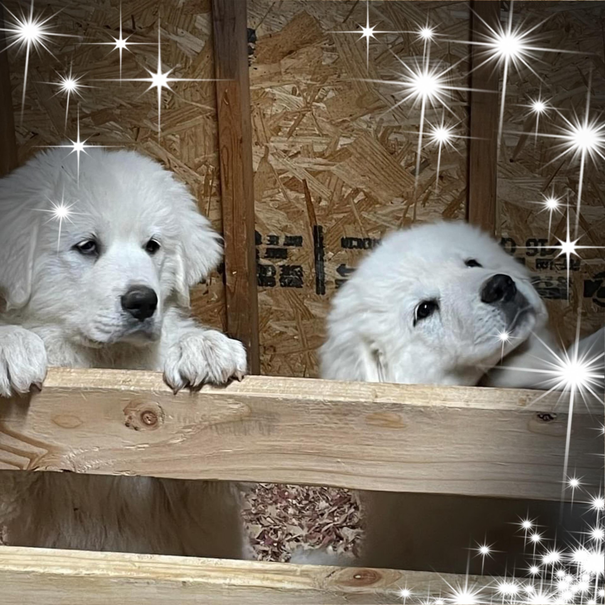 Jill Peterson - Awww my Sebastian and Lily 🥰 | Facebook