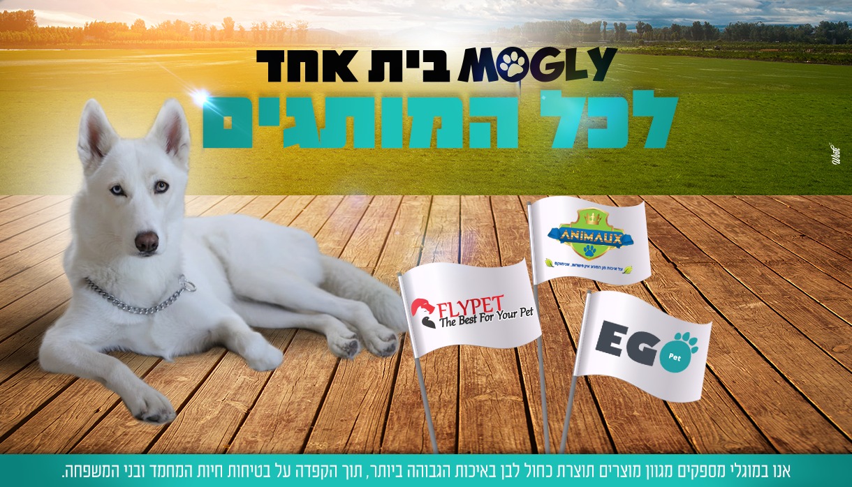 רותם קנלו- אימונים בקצב שלך - למה חשוב לבצע שכיבות סמיכה? שכיבות הסמיכה ...