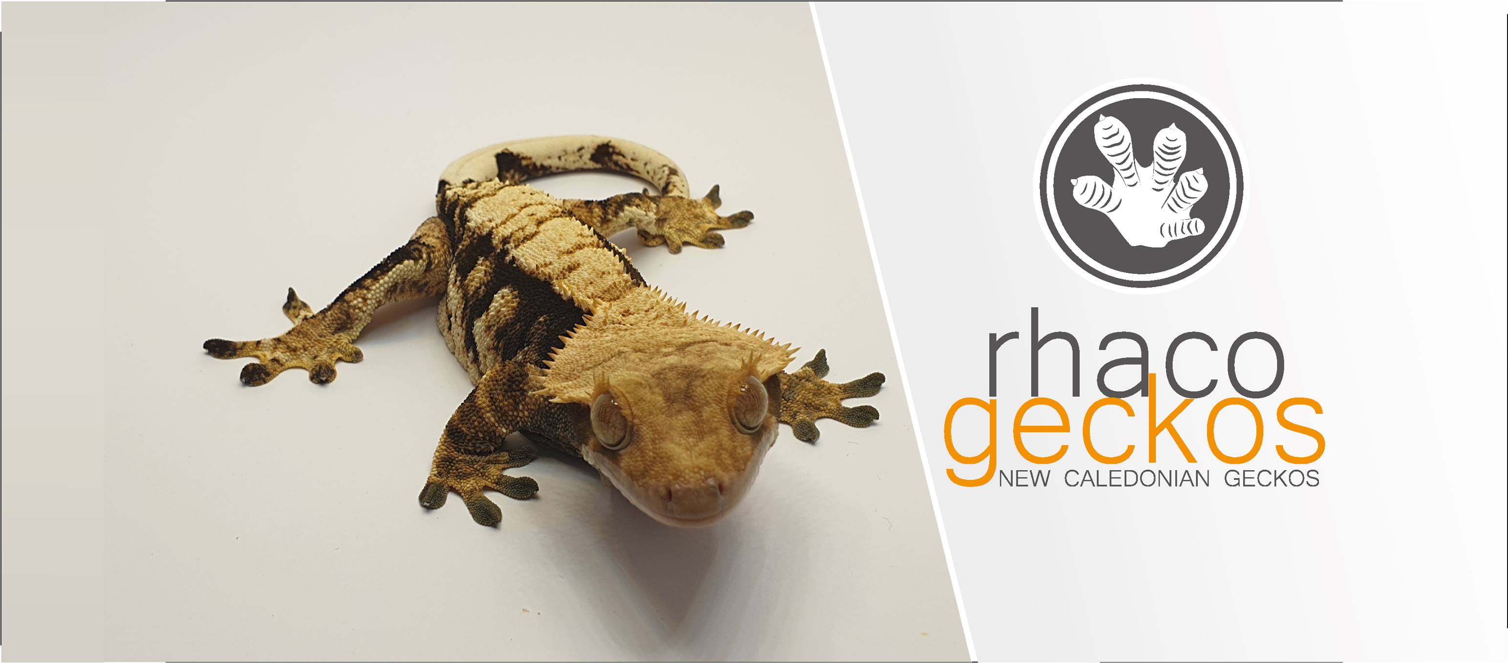 KwiatuGeckos - Gekony orzęsione & Terrarystyka - Monday mood 🌧️ # ...