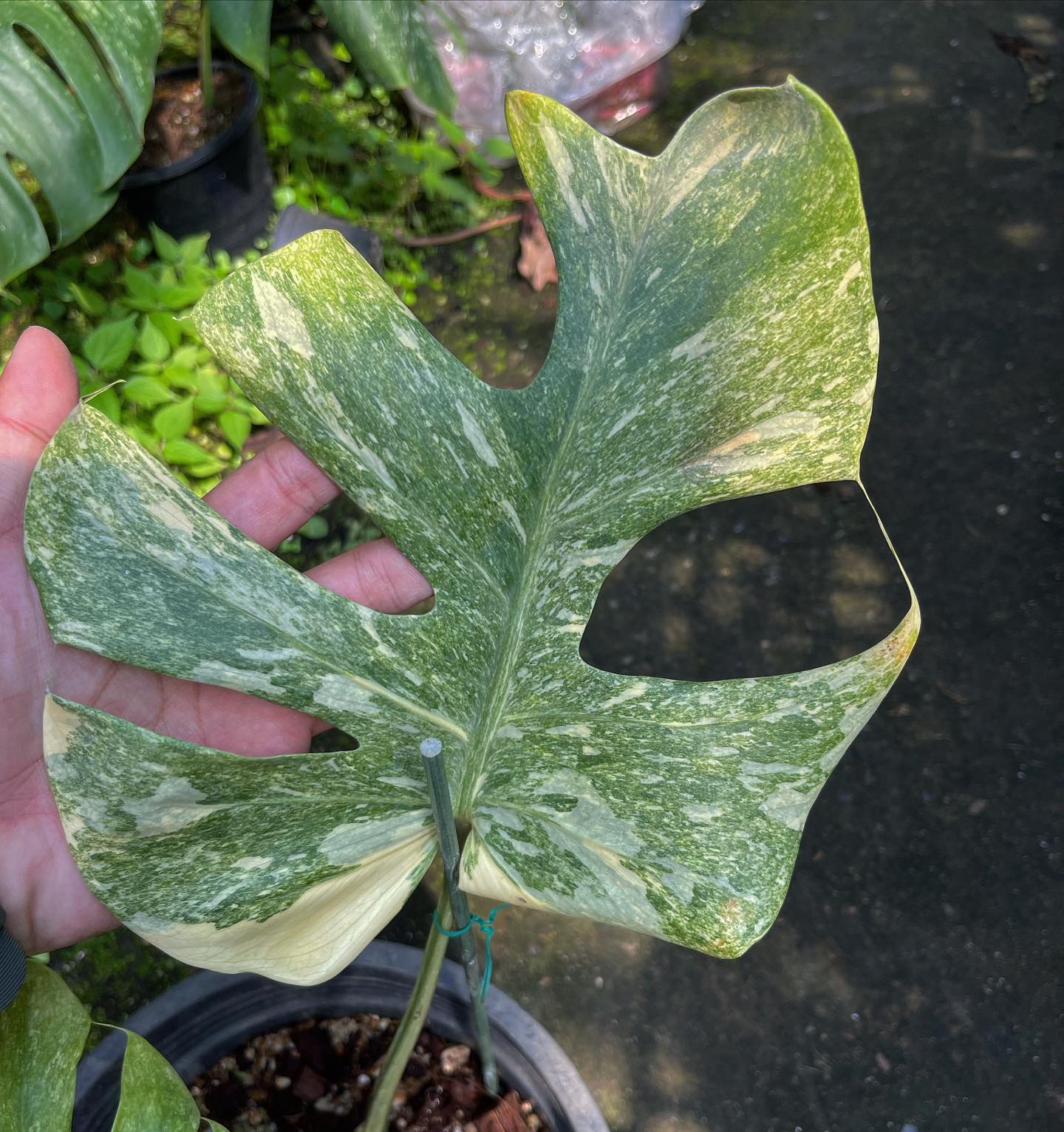 House of Plants - Monstera deliciosa “thai constellation” “platinum ...